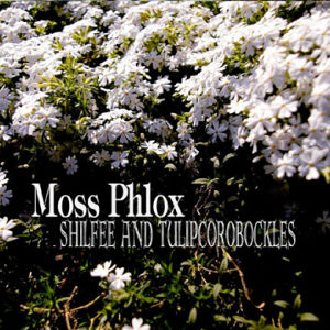 Moss Phlox / SHILFEE AND TULIPCOROBOCKLES
